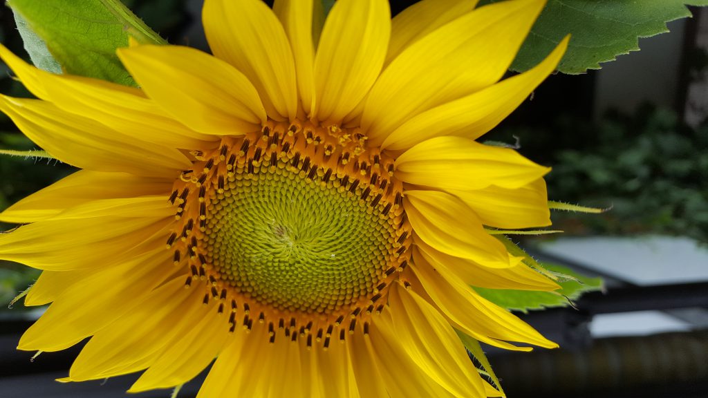 Sonnenblumen gehören zum Sommer dazu!